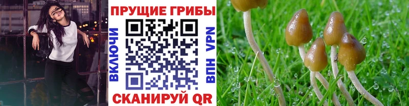 сколько стоит  Абакан  hydra ссылки  Псилоцибиновые грибы MAGIC MUSHROOMS 